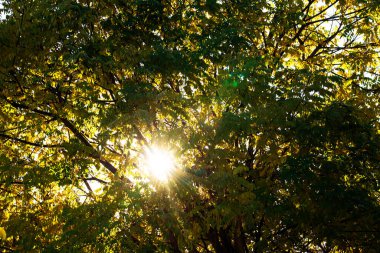 Güneş ışığındaki yeşil ağaç 