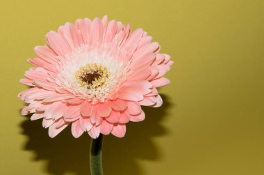 Güzel Gerbera çiçeği renk arkaplanında izole