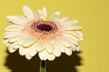 Güzel Gerbera çiçeği renk arkaplanında izole