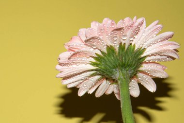 Güzel Gerbera çiçeği renk arkaplanında izole