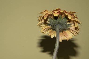 Güzel Gerbera çiçeği renk arkaplanında izole