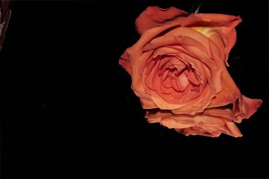 Güzel taze gül, yakın çekim. 