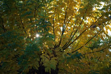 Sonbahar ağaçları arka planda. Parktaki ağaç dallarının dokusunu.