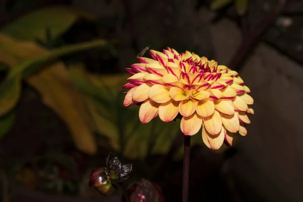 Closeup Shot Fresh Colorful Flower — Stock Photo, Image