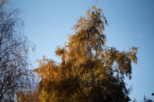 Herfst Bomen Achtergrond Textuur Van Takken Van Bomen Het Park — Stockfoto