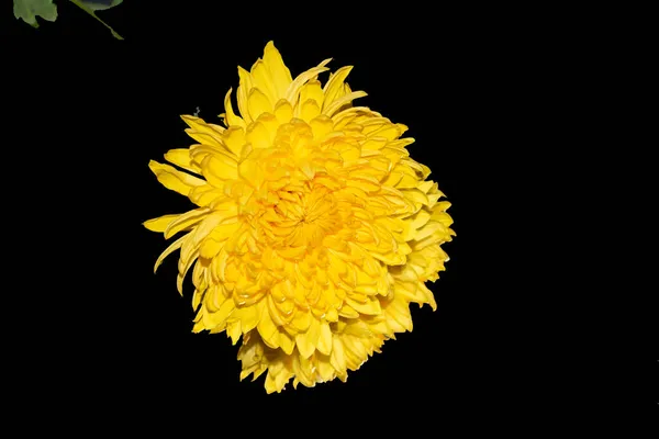Primer Plano Flor Crisantemo Flor Colores Belleza Planta Otoñal — Foto de Stock