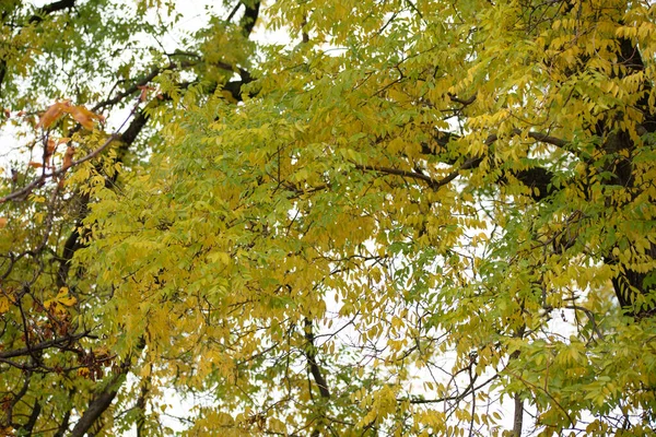 Фон Осінніх Дерев Текстура Гілок Дерев Парку — стокове фото