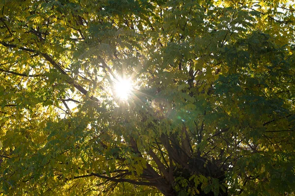 Árbol Verde Luz Del Sol —  Fotos de Stock