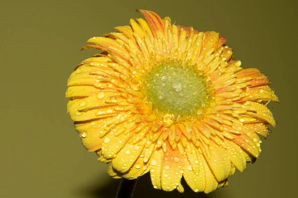 Красивый Цветок Герберы Изолированы Цветном Фоне — стоковое фото