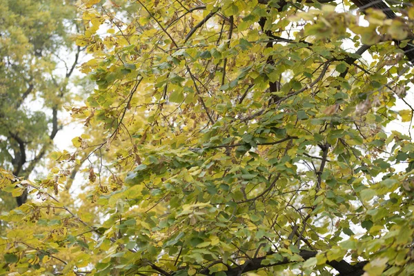 Herbst Bäume Hintergrund Die Textur Der Äste Der Bäume Park — Stockfoto