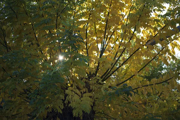 Осенние Деревья Фон Текстура Ветвей Деревьев Парке — стоковое фото