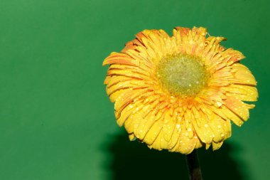 Güzel Gerbera çiçeği renk arkaplanında izole