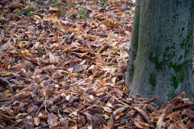 Gündüz vakti kuru sonbahar yapraklarının kapatılması 