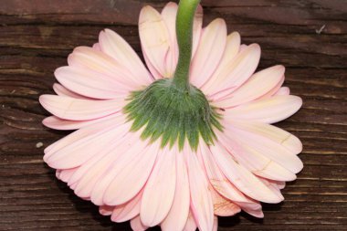 Tahta arka planda güzel Gerbera çiçeği, çiçek konsepti