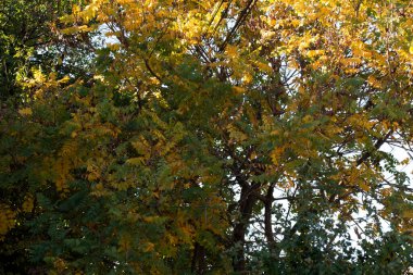 Sonbahar ağaçları arka planda. Parktaki ağaç dallarının dokusunu.