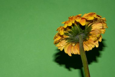 Güzel Gerbera çiçeği renk arkaplanında izole