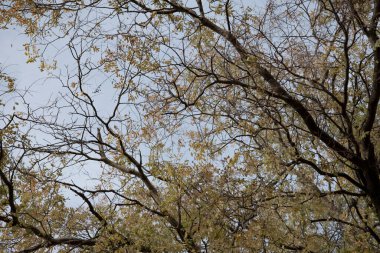 Sonbahar ağaçları arka planda. Parktaki ağaç dallarının dokusunu.