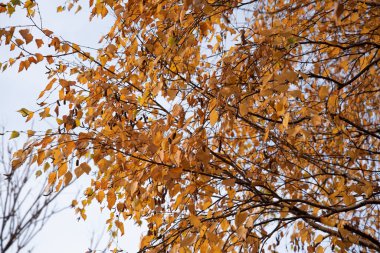 Sonbahar ağaçları arka planda. Parktaki ağaç dallarının dokusunu.