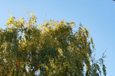 Sonbahar ağaçları arka planda. Parktaki ağaç dallarının dokusunu.