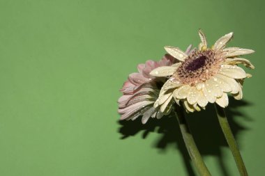 Yeşil arka planda güzel Gerbera çiçekleri