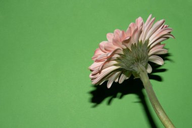 Güzel Gerbera çiçeği, yakın görüş, çiçek konsepti