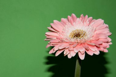 Güzel Gerbera çiçeği, yakın görüş, çiçek konsepti