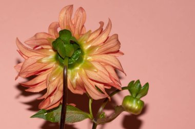 Pembe arka plandaki Gerbera çiçeğini kapat.