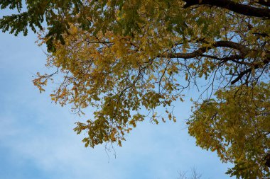 Sonbahar ağaçları arka planda. Parktaki ağaç dallarının dokusunu.