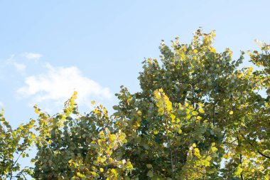 Güzel sonbahar ağaçları mavi gökyüzüne karşı