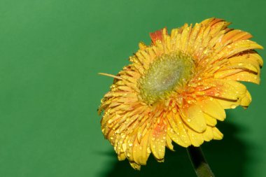 Güzel Gerbera çiçeği renk arkaplanında izole