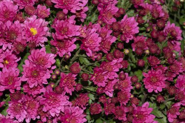 Güzel Gerbera çiçekleri, yakın görüş, çiçek konsepti