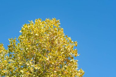 Güzel sonbahar ağaçları mavi gökyüzüne karşı