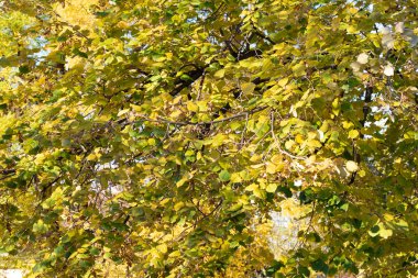 Sonbahar ağaçları arka planda. Parktaki ağaç dallarının dokusunu.