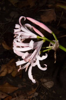 Bahçedeki yumuşak pembe çiçekler