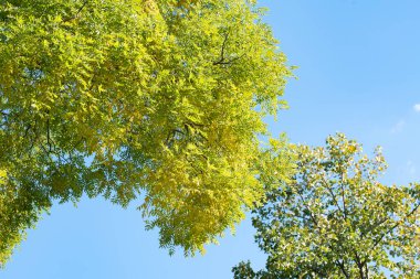 Güzel sonbahar ağaçları mavi gökyüzüne karşı