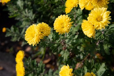 Bahçede açan güzel sarı çiçekler