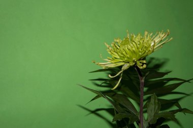 Renkli çiçek açan kasımpatı çiçeğinin yakın plan çekimi. Güzel sonbahar bitkisi