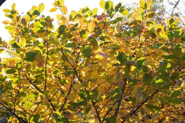 Sonbahar ağaçları arka planda. Parktaki ağaç dallarının dokusunu.