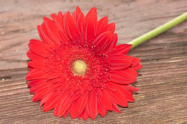 Tahta arka planda güzel Gerbera çiçeği, çiçek konsepti