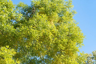 Güzel sonbahar ağaçları mavi gökyüzüne karşı