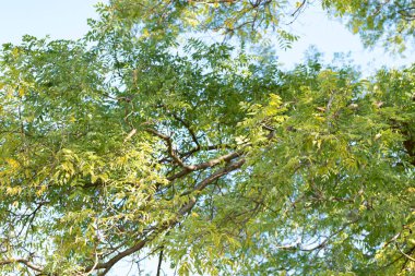 Sonbahar ağaçları arka planda. Parktaki ağaç dallarının dokusunu.