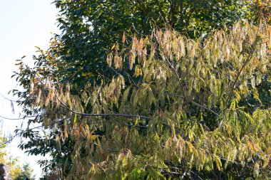 Sonbahar ağaçları arka planda. Parktaki ağaç dallarının dokusunu.