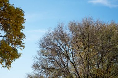 Güzel sonbahar ağaçları mavi gökyüzüne karşı