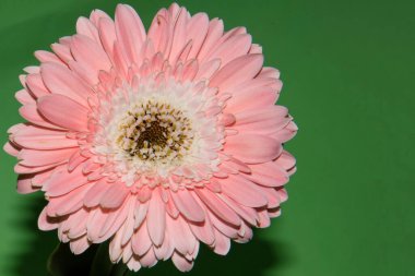 Güzel Gerbera çiçeği, yakın görüş, çiçek konsepti