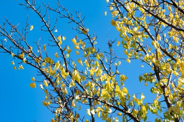Güzel sonbahar ağaçları mavi gökyüzüne karşı