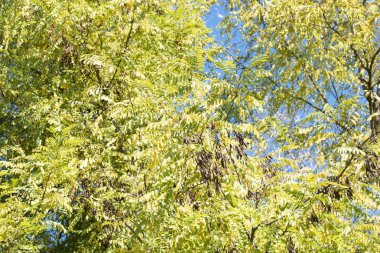 Sonbahar ağaçları arka planda. Parktaki ağaç dallarının dokusunu.