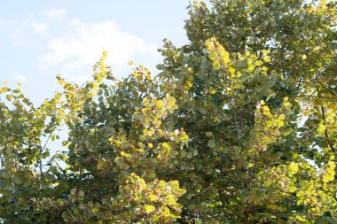 Güzel sonbahar ağaçları mavi gökyüzüne karşı