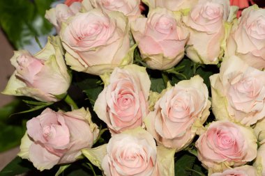 Güzel bir buket beyaz gül.