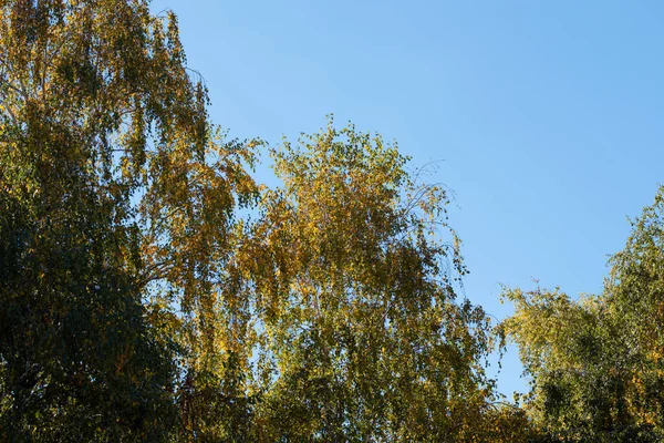 Herfst Bomen Achtergrond Textuur Van Takken Van Bomen Het Park — Stockfoto