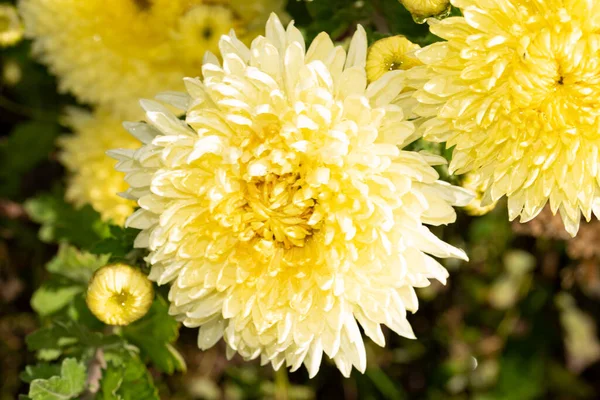 Fiori Incredibili Che Crescono Giardino — Foto Stock